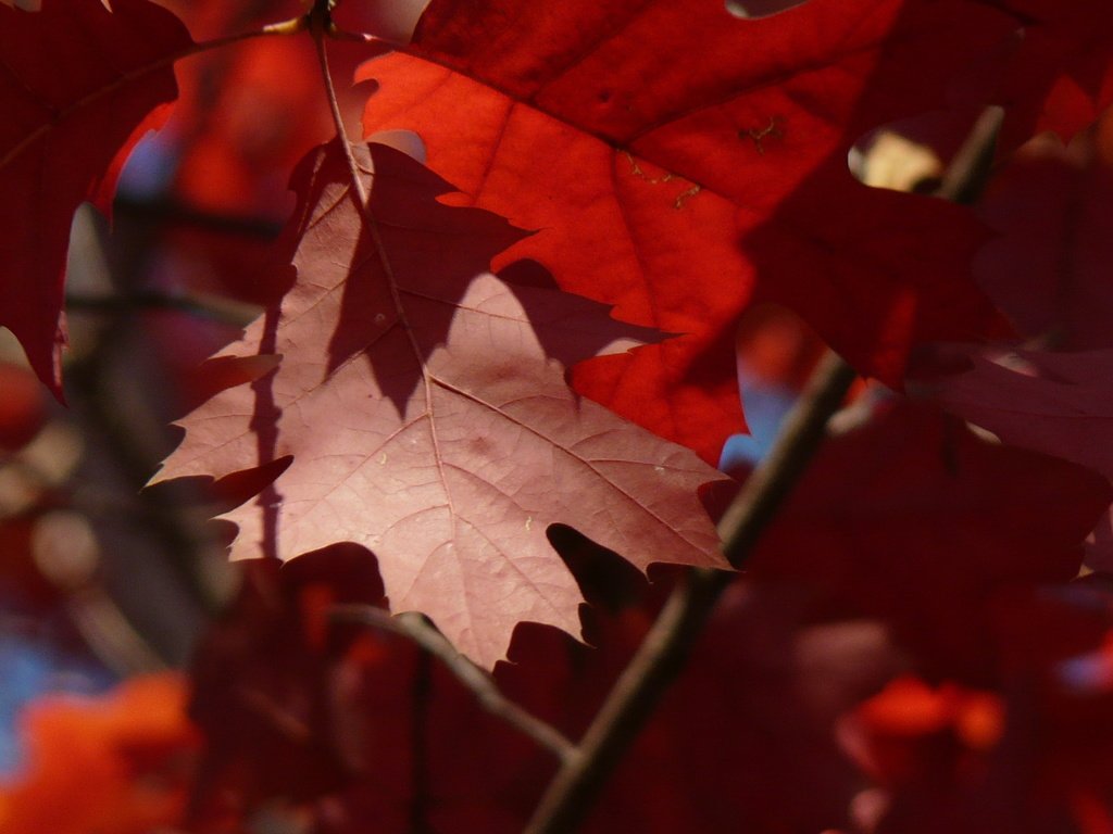 Обои листья, макро, ветки, осень, красные, клен, leaves, macro, branches, autumn, red, maple разрешение 2560x1600 Загрузить