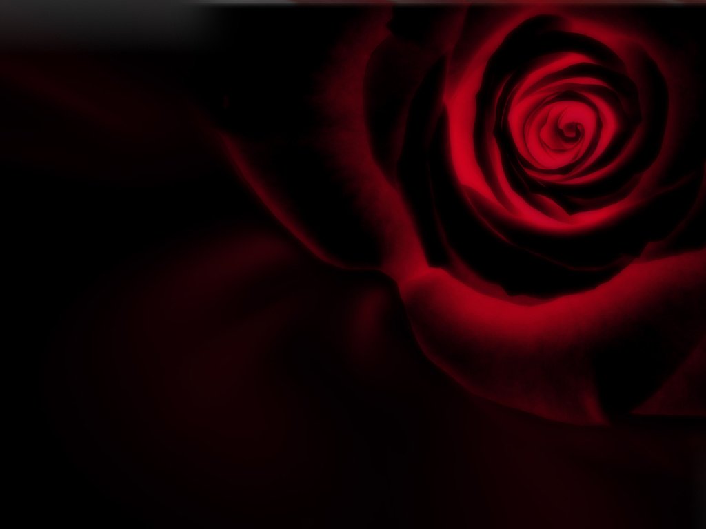 Обои роза, черный фон, инверсия, rose, black background, inversion разрешение 2560x1600 Загрузить