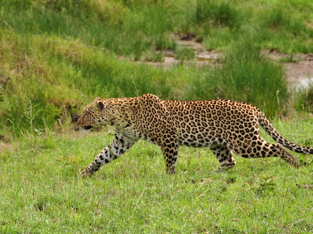 Обои трава, леопард, хищник, дикая кошка, крадётся, красивый леопард, grass, leopard, predator, wild cat, sneaks, beautiful leopard разрешение 1920x1285 Загрузить