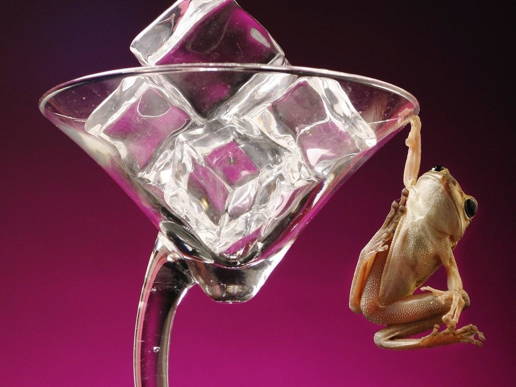 Обои лягушка, фужер, кубики льда, frog, glass, ice cubes разрешение 1920x1200 Загрузить