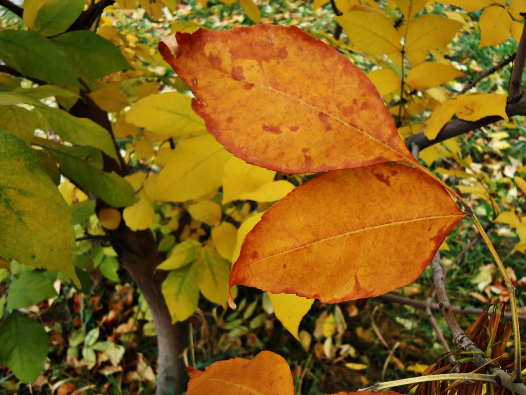 Обои листья, крупный план, leaves, close-up разрешение 2560x1600 Загрузить