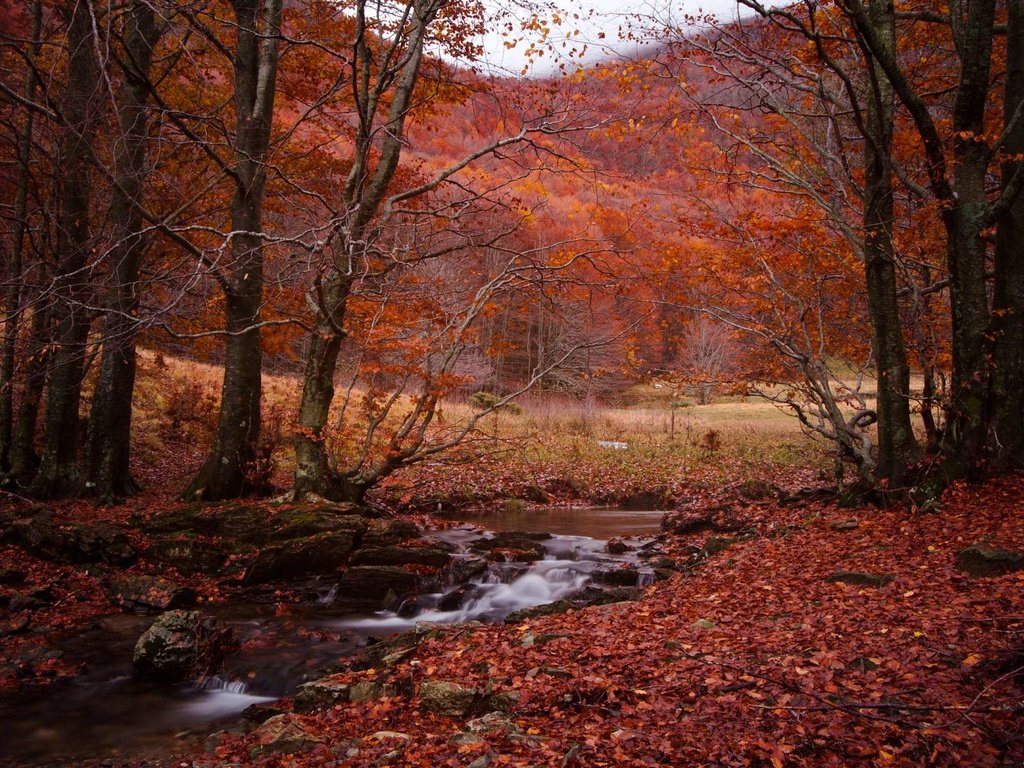 Обои лес, ручей, осень, forest, stream, autumn разрешение 1920x1200 Загрузить