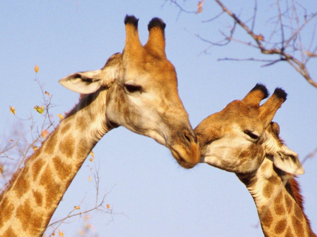 Обои поцелуй, жирафы, kiss, giraffes разрешение 1920x1200 Загрузить