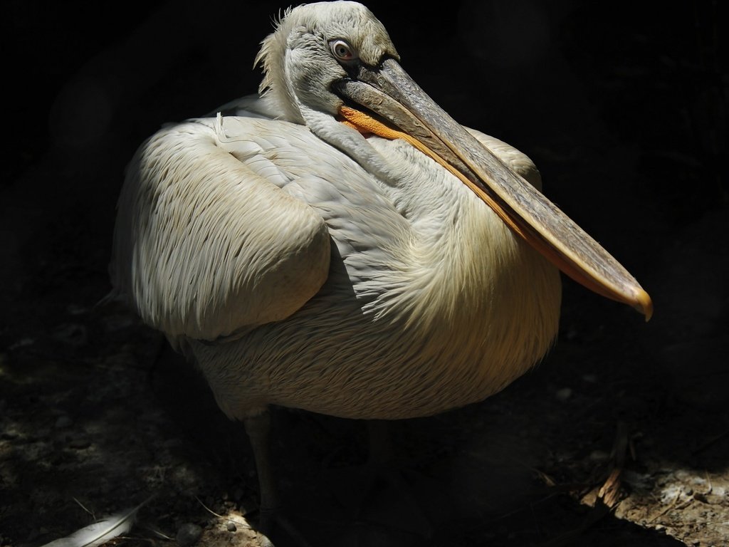 Обои птица, клюв, перья, пеликан, bird, beak, feathers, pelican разрешение 1920x1200 Загрузить