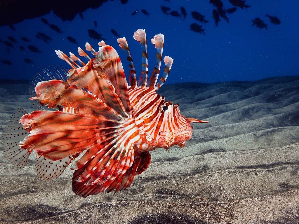 Обои рыба, подводный мир, крылатка, рыба-лев, fish, underwater world, lionfish, lion fish разрешение 1920x1200 Загрузить