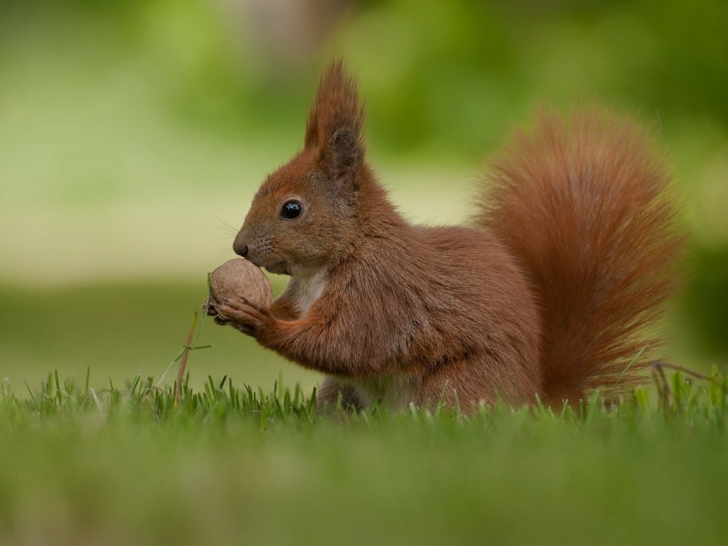 Обои белочка, орешек, squirrel, nut разрешение 1920x1200 Загрузить