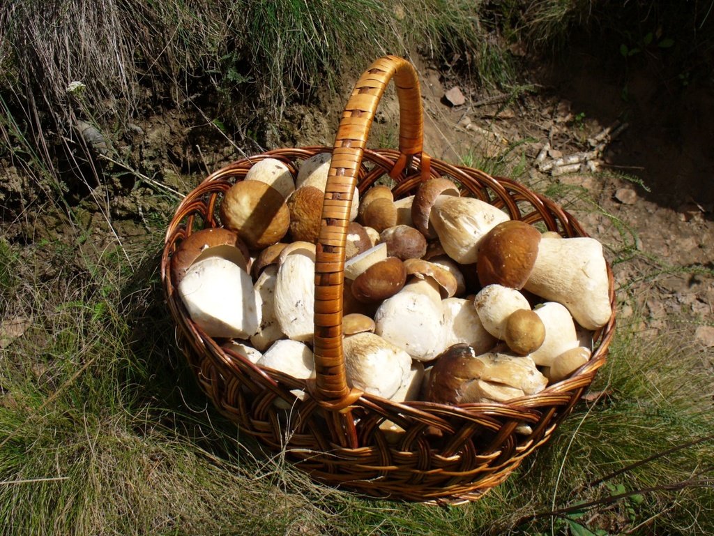 Обои трава, грибы, корзинка, лукошко, белые грибы, grass, mushrooms, basket, white mushrooms разрешение 1920x1200 Загрузить