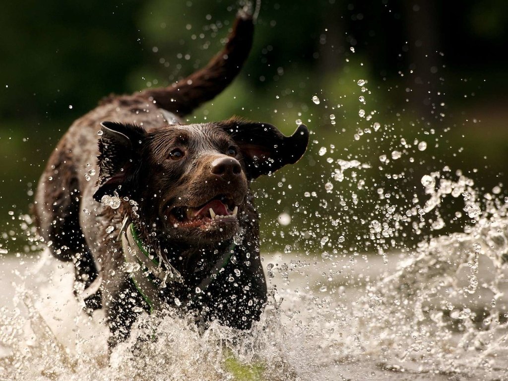 Обои вода, собака, брызги, лабрадор, ретривер, лабрадор ретривер, water, dog, squirt, labrador, retriever, labrador retriever разрешение 1920x1200 Загрузить