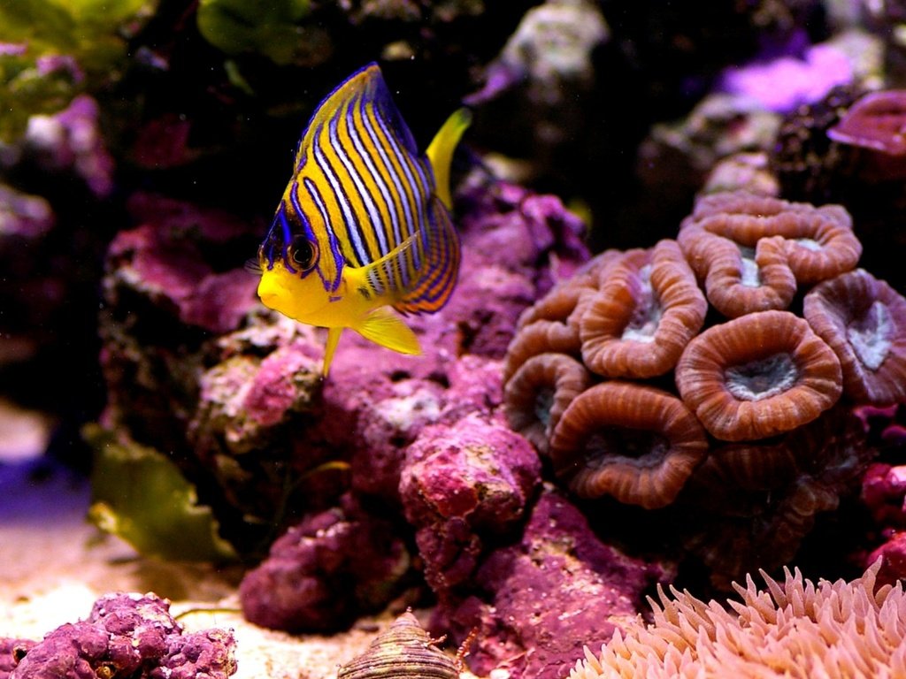 Обои рыбка, подводный мир, fish, underwater world разрешение 1920x1200 Загрузить