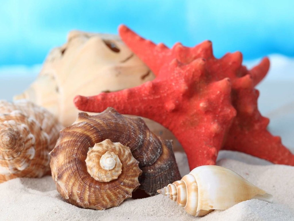 Обои макро, песок, пляж, ракушки, морская звезда, раковины, macro, sand, beach, shell, starfish разрешение 1920x1200 Загрузить