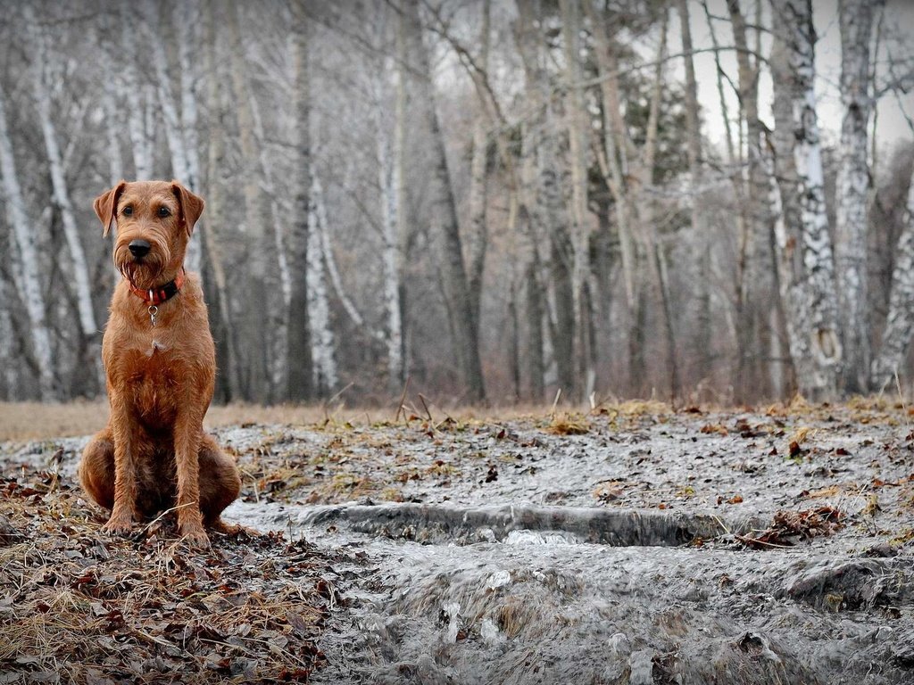 Обои природа, лес, листья, осень, собака, терьер, ирландский терьер, nature, forest, leaves, autumn, dog, terrier, the irish terrier разрешение 1920x1200 Загрузить