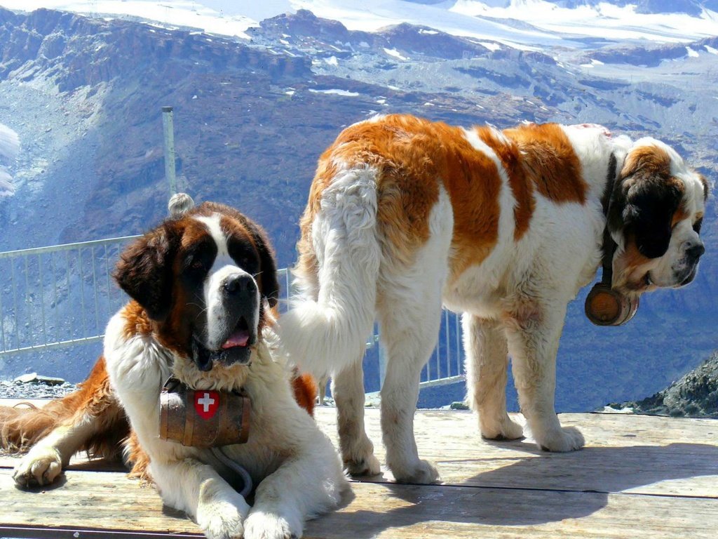 Обои горы, снег, спасатели, собаки, две, сенбернар, mountains, snow, rescuers, dogs, two, st. bernard разрешение 1920x1200 Загрузить