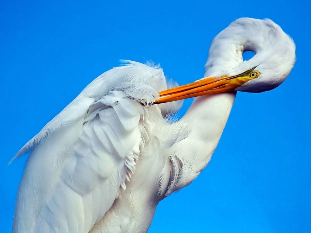 Обои фон, птица, клюв, белая, аист, шея, цапля, background, bird, beak, white, stork, neck, heron разрешение 1920x1200 Загрузить