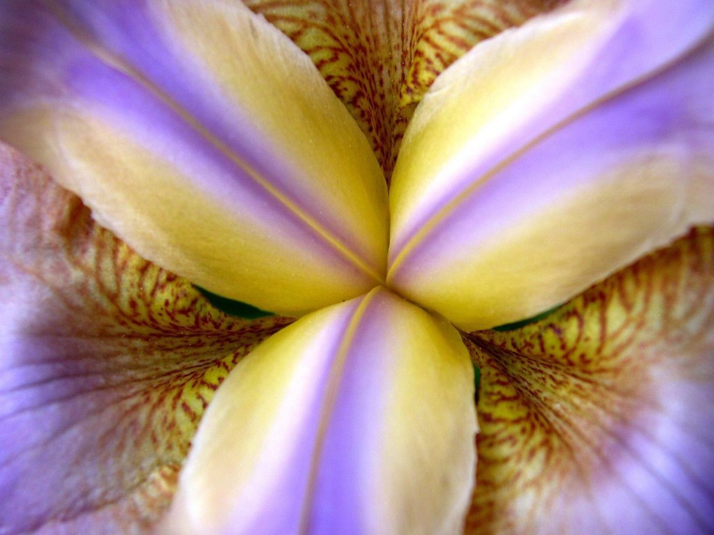 Обои макро, цветок, лепестки, ирис, крупным планом, macro, flower, petals, iris, closeup разрешение 1920x1200 Загрузить