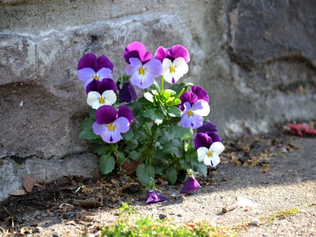 Обои цветы, стена, анютины глазки, садовые фиалки, flowers, wall, pansy, garden violets разрешение 1920x1200 Загрузить