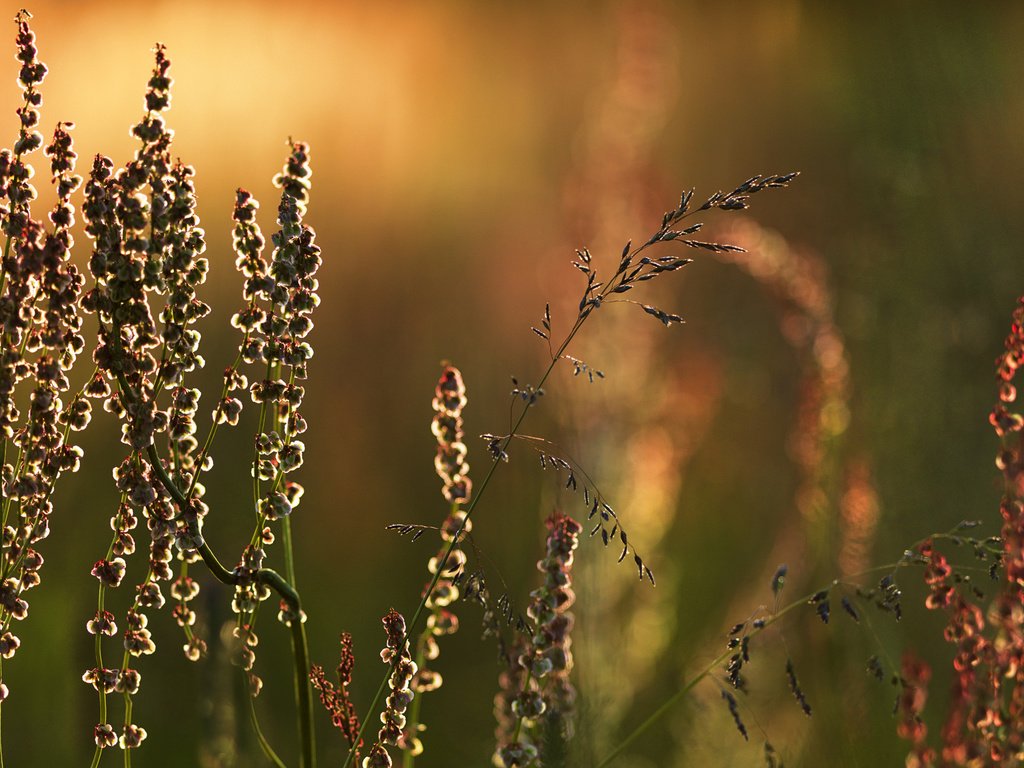 Обои трава, природа, макро, луг, растение, grass, nature, macro, meadow, plant разрешение 1920x1200 Загрузить