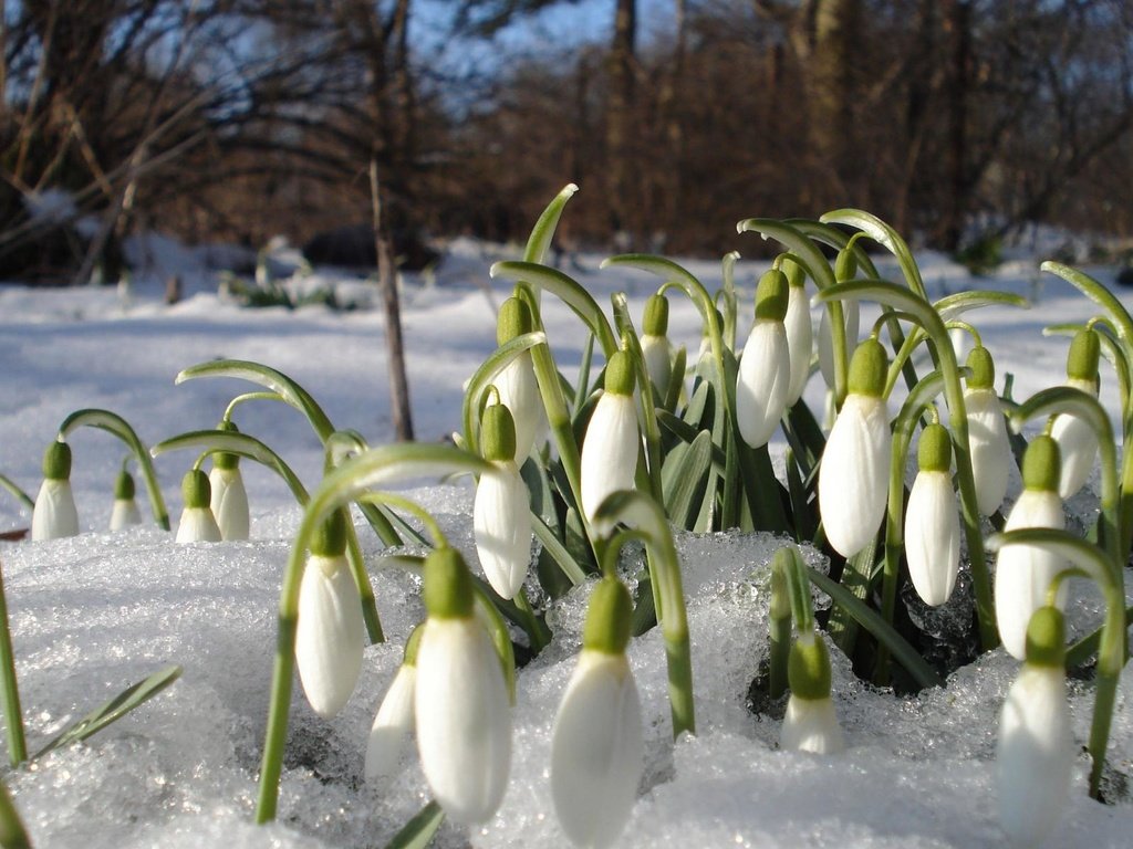 Обои цветы, снег, весна, подснежники, проталины, flowers, snow, spring, snowdrops, thawed разрешение 1920x1200 Загрузить