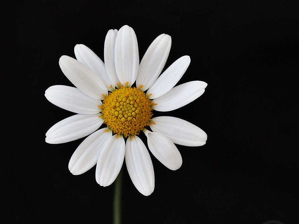 Обои макро, цветок, лепестки, ромашка, черный фон, macro, flower, petals, daisy, black background разрешение 1920x1200 Загрузить