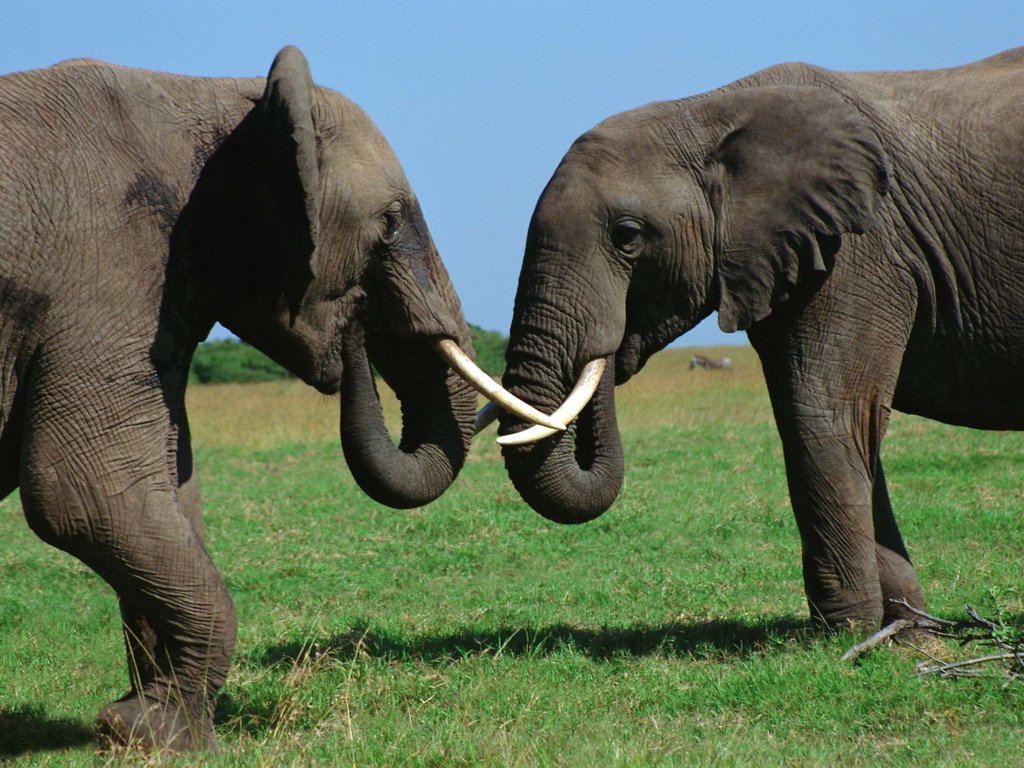 Обои трава, слоны, бивни, хоботы, grass, elephants, tusks, trunks разрешение 3072x2048 Загрузить