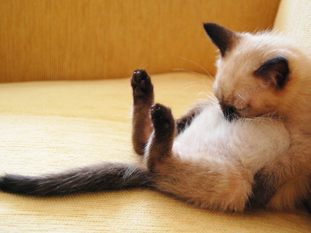 Обои поза, кошка, котенок, спит, малыш, сиамский, смешной, pose, cat, kitty, sleeping, baby, siamese, funny разрешение 1920x1200 Загрузить