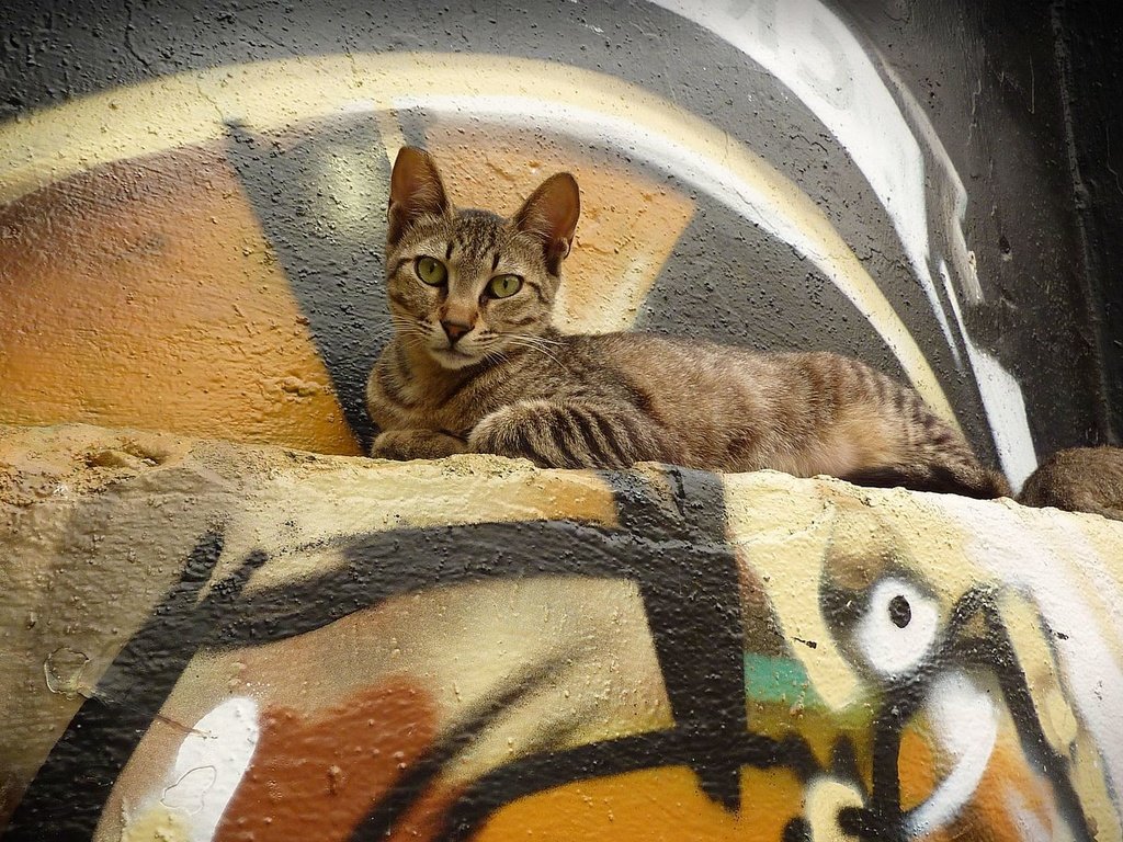 Обои кот, мордочка, кошка, взгляд, стена, лежит, граффити, cat, muzzle, look, wall, lies, graffiti разрешение 1920x1200 Загрузить