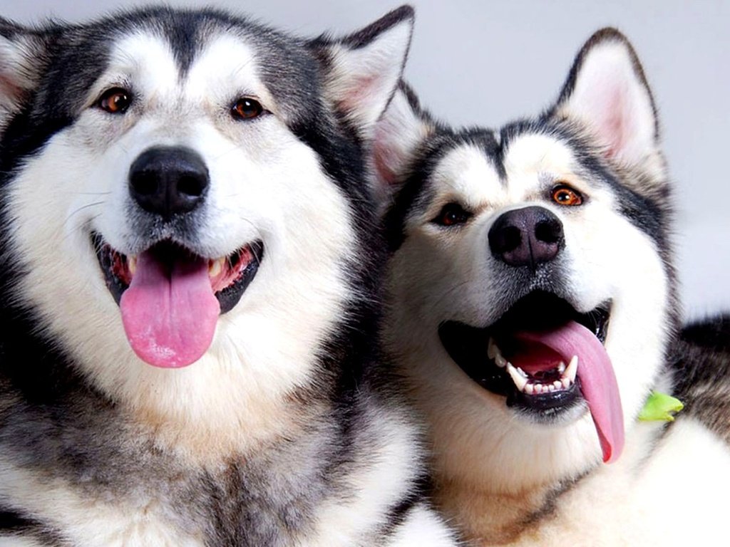 Обои пара, отдых, хаски, язык, собаки, pair, stay, husky, language, dogs разрешение 2000x1125 Загрузить