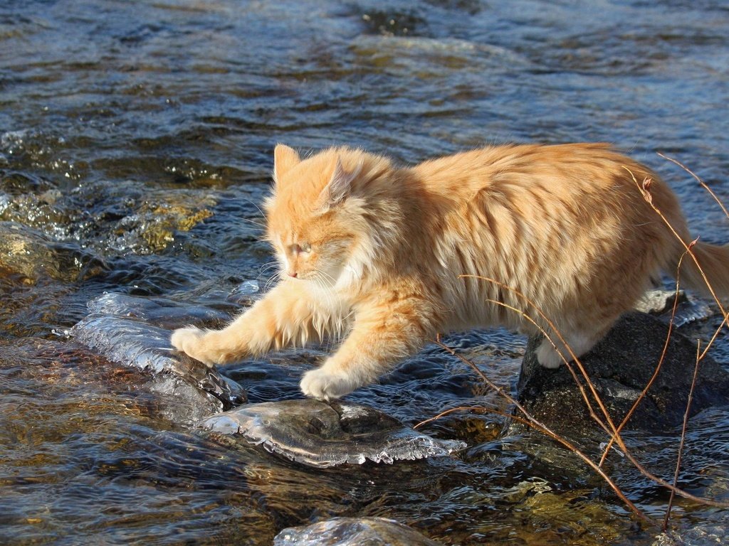 Обои вода, камни, ручей, кот, кошка, рыжий, рыжий кот, бесстрашный, исследователь, researcher, water, stones, stream, cat, red, red cat, fearless разрешение 2560x1600 Загрузить