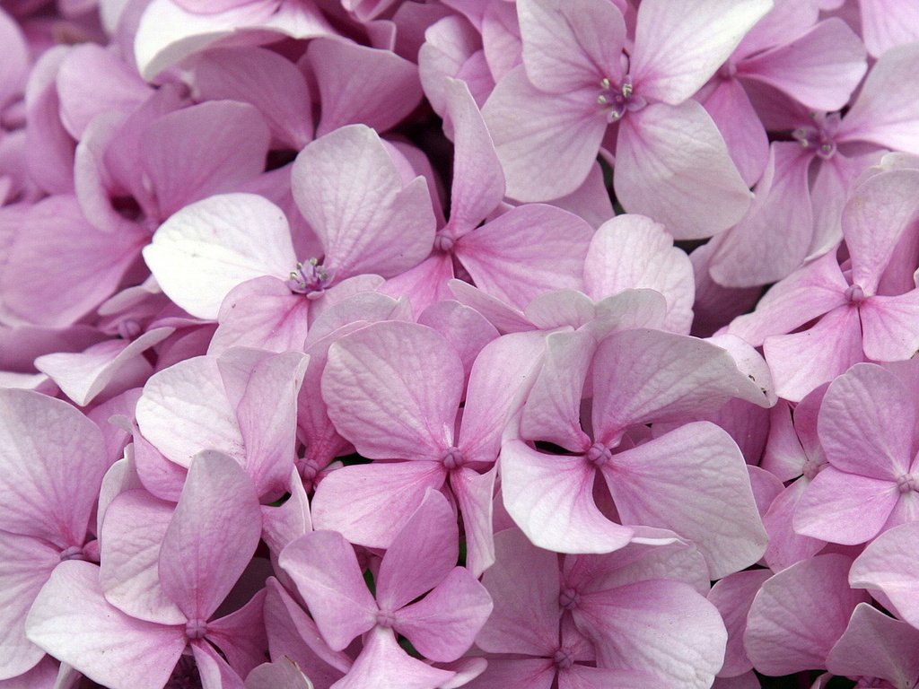 Обои цветы, розовые, гортензия, flowers, pink, hydrangea разрешение 1920x1080 Загрузить