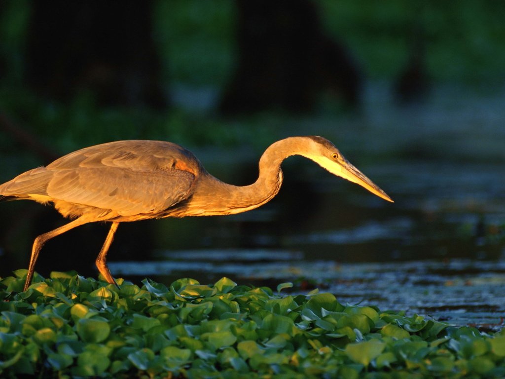 Обои вода, река, птица, пруд, цапля, кувшинки, water, river, bird, pond, heron, water lilies разрешение 3072x2048 Загрузить