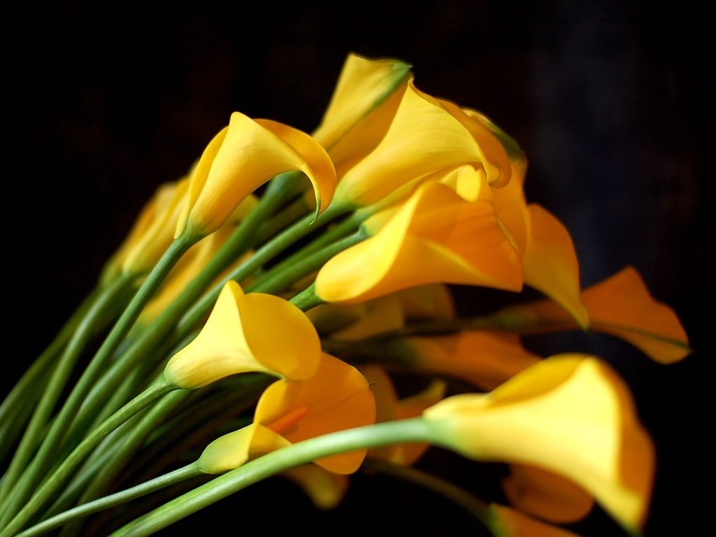 Обои цветы, черный фон, букет, желтые, каллы, flowers, black background, bouquet, yellow, calla lilies разрешение 2550x1695 Загрузить