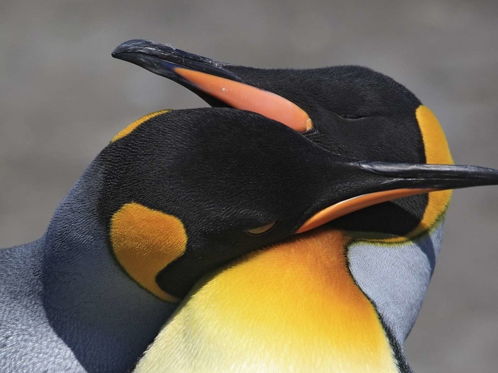 Обои птицы, любовь, пара, пингвины, birds, love, pair, penguins разрешение 1920x1200 Загрузить