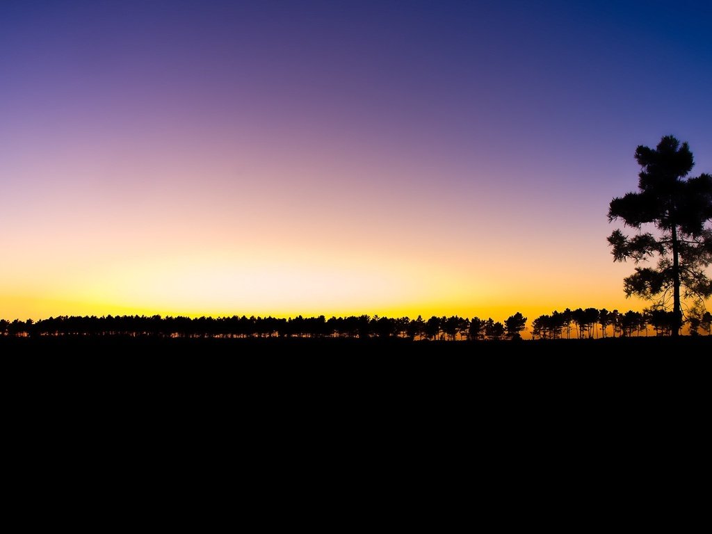 Обои дерево, закат, tree, sunset разрешение 2560x1600 Загрузить