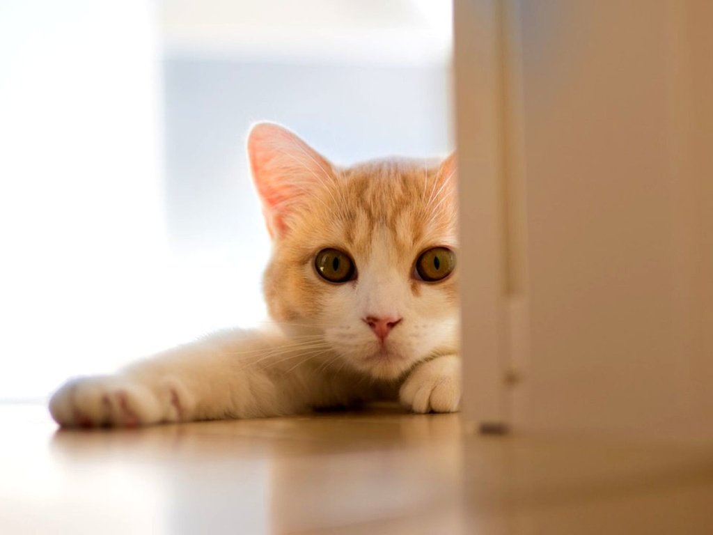 Обои кошка, дверь, белый кот, ben torode, ханна, cat, the door, white cat, hannah разрешение 2000x1125 Загрузить