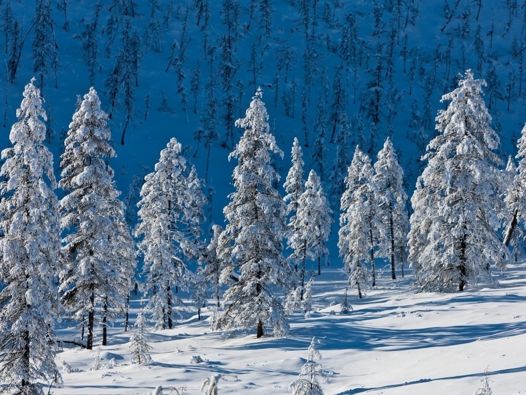 Обои деревья, горы, снег, природа, лес, зима, ели, trees, mountains, snow, nature, forest, winter, ate разрешение 1920x1200 Загрузить