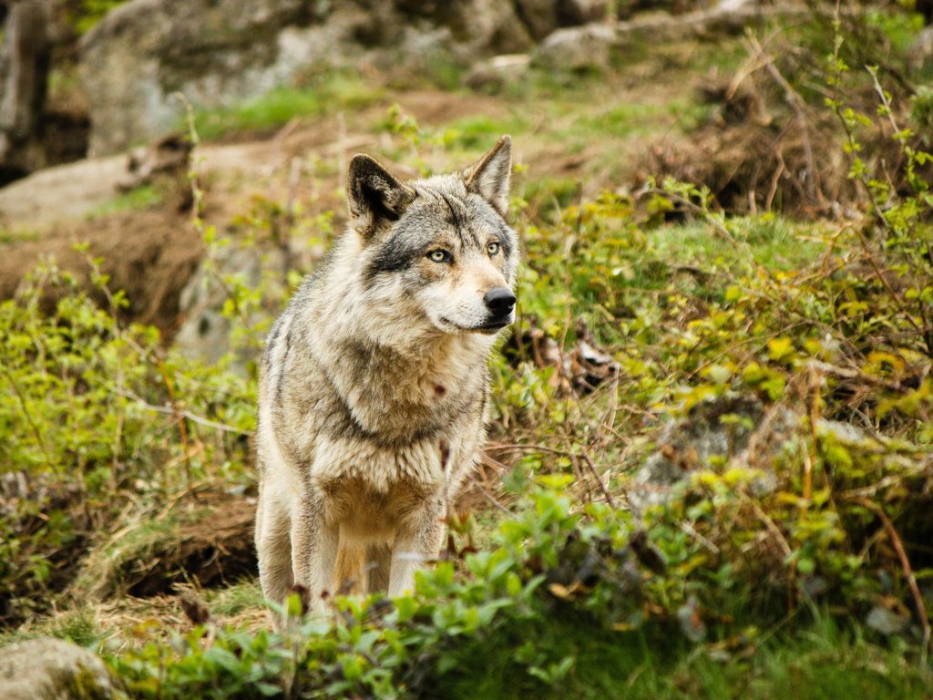 Обои природа, лес, взгляд, хищник, волк, nature, forest, look, predator, wolf разрешение 2560x1600 Загрузить