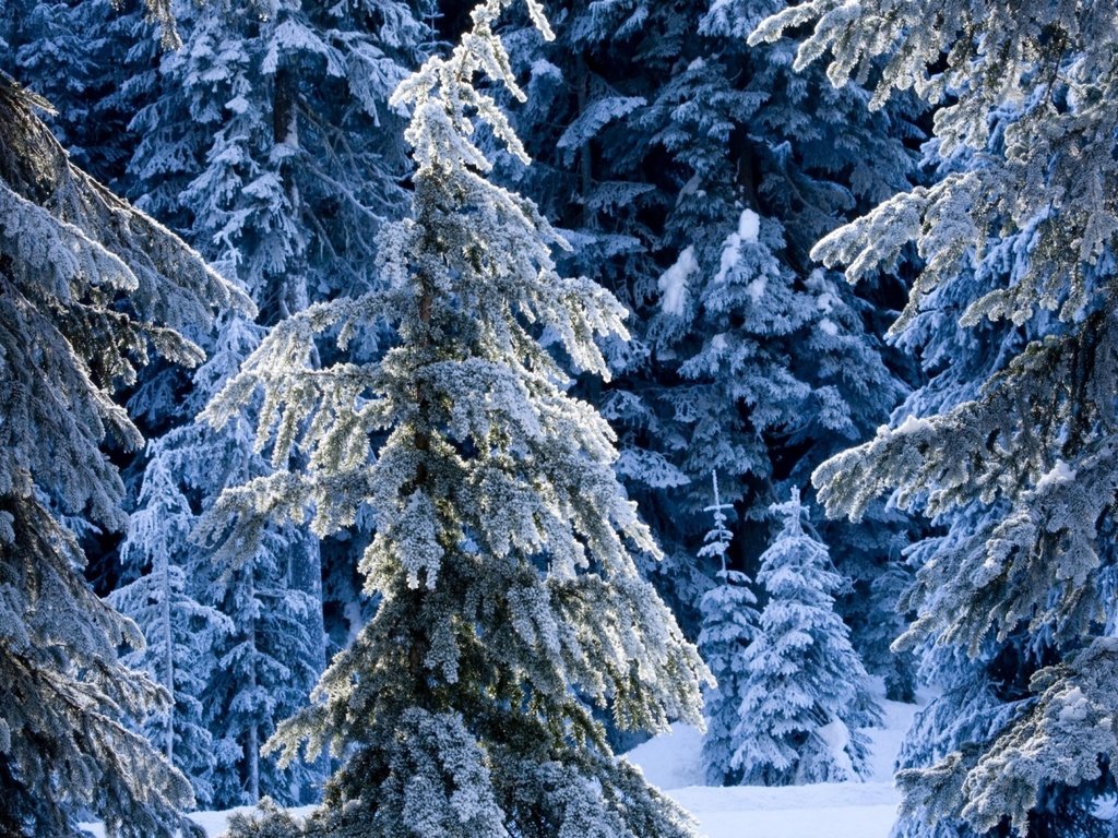 Обои снег, сугробы, новый год, зимний лес, лес, зимний, сказочный, зима, зимняя сказка, мороз, ель, елки, ели, snow, the snow, new year, winter forest, forest, fabulous, winter, winter's tale, frost, spruce, tree, ate разрешение 2560x1600 Загрузить