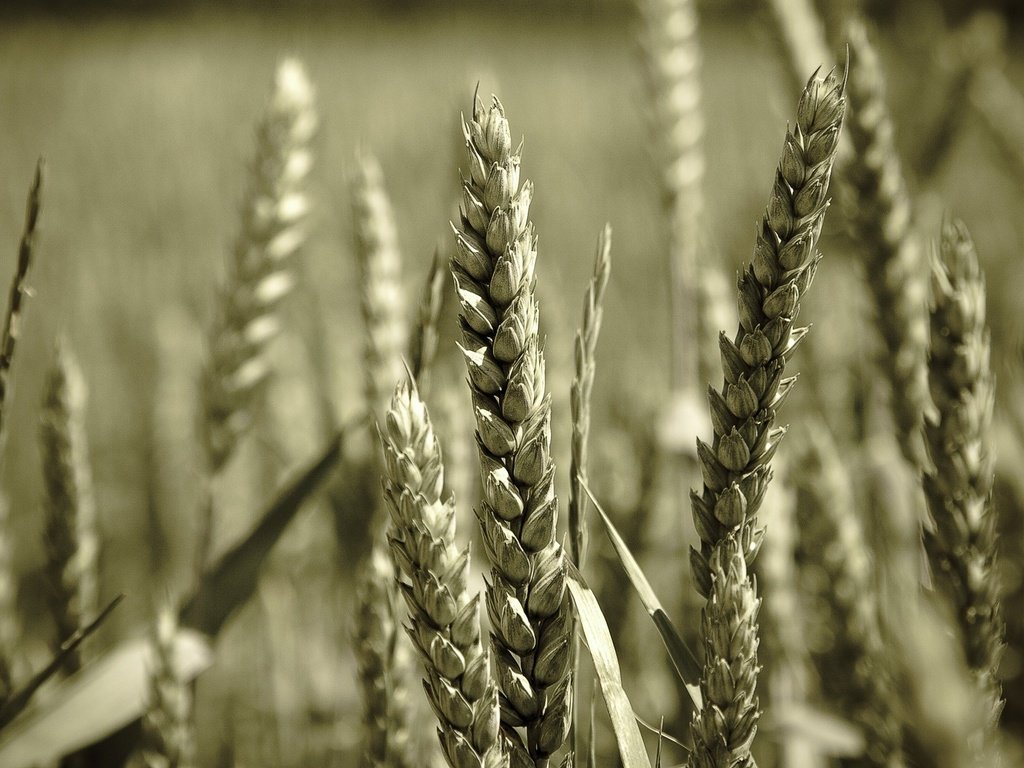 Обои макро, поле, колосья, пшеница, колоски, macro, field, ears, wheat, spikelets разрешение 1920x1200 Загрузить