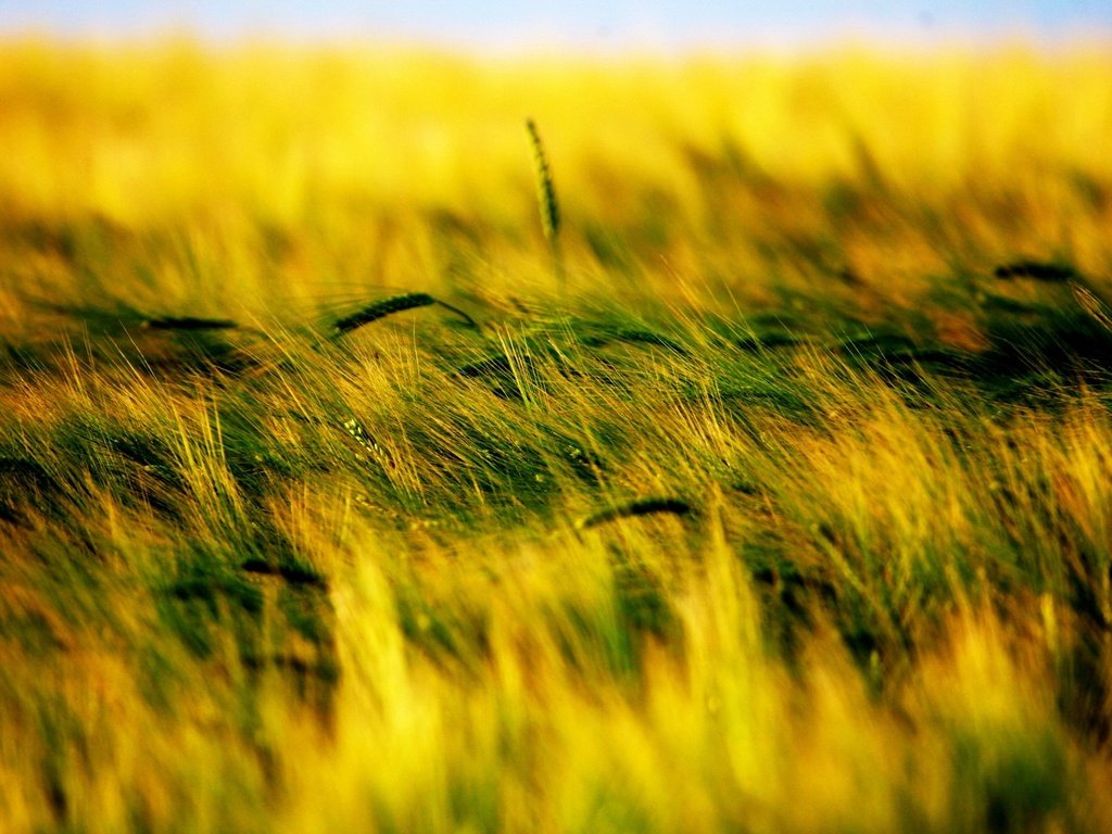 Обои трава, растения, поле, колоски, grass, plants, field, spikelets разрешение 1920x1440 Загрузить