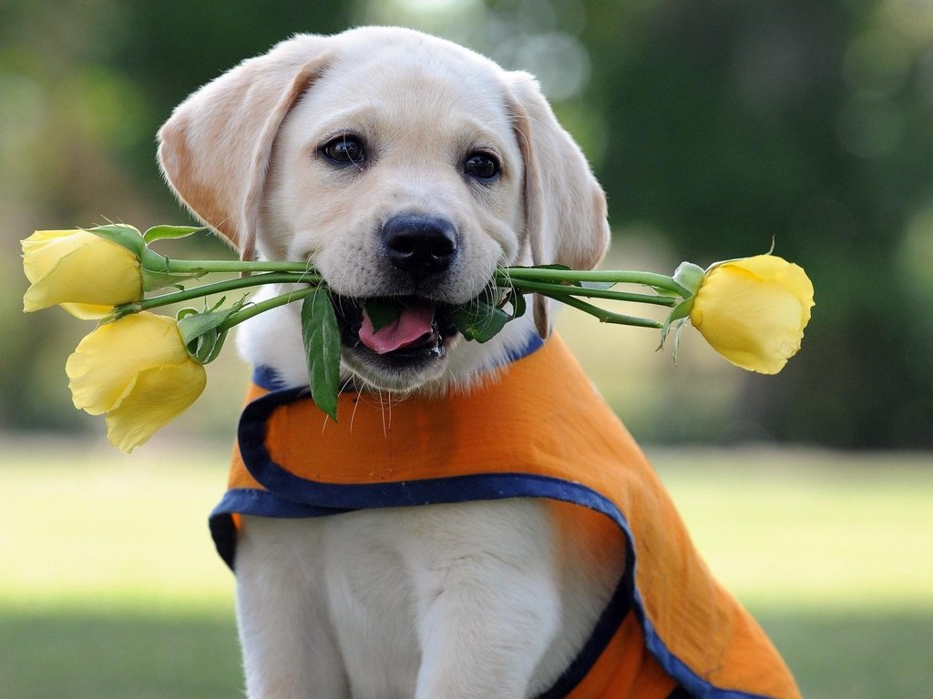 Обои цветы, розы, собака, щенок, лабрадор, лабрадор-ретривер, flowers, roses, dog, puppy, labrador, labrador retriever разрешение 2048x1536 Загрузить