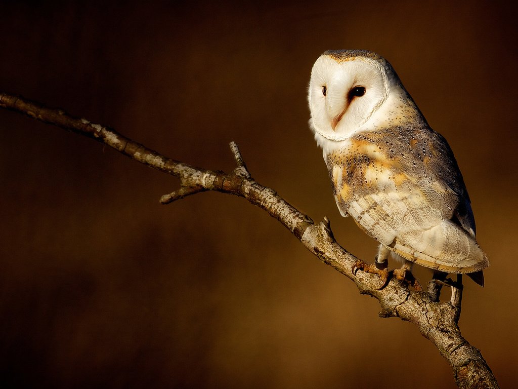 Обои сова, ветка, фон, птица, совенок, сипуха, owl, branch, background, bird, owlet, the barn owl разрешение 1920x1200 Загрузить