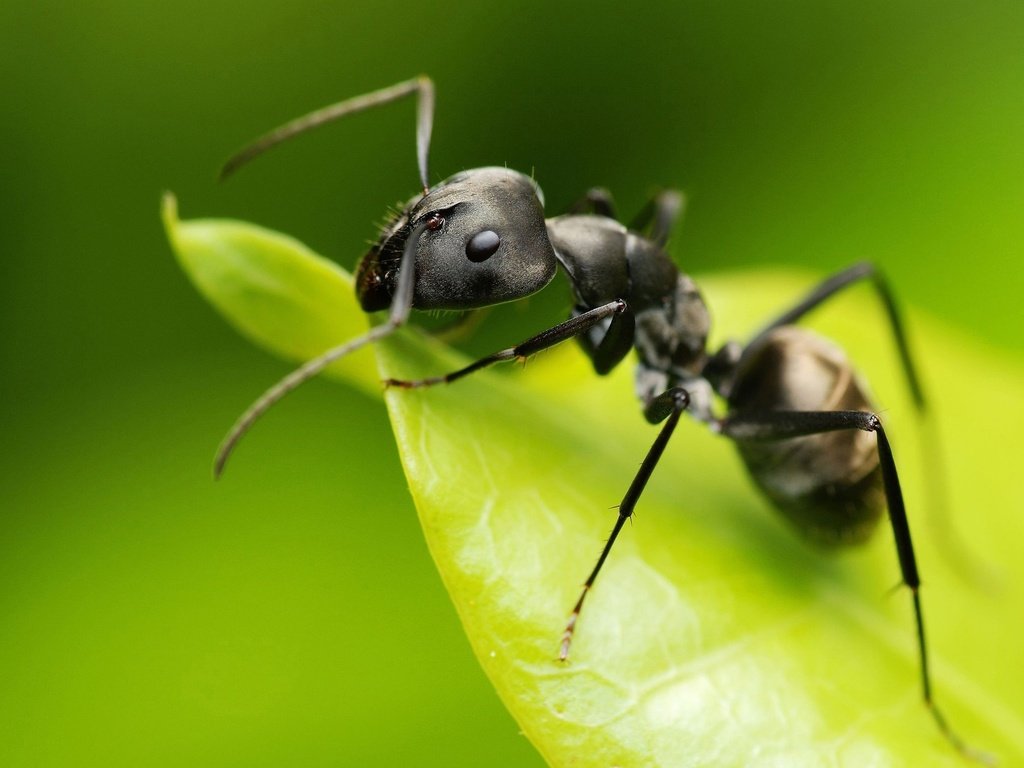 Обои макро, насекомое, лист, муравей, зеленый фон, macro, insect, sheet, ant, green background разрешение 2560x1600 Загрузить