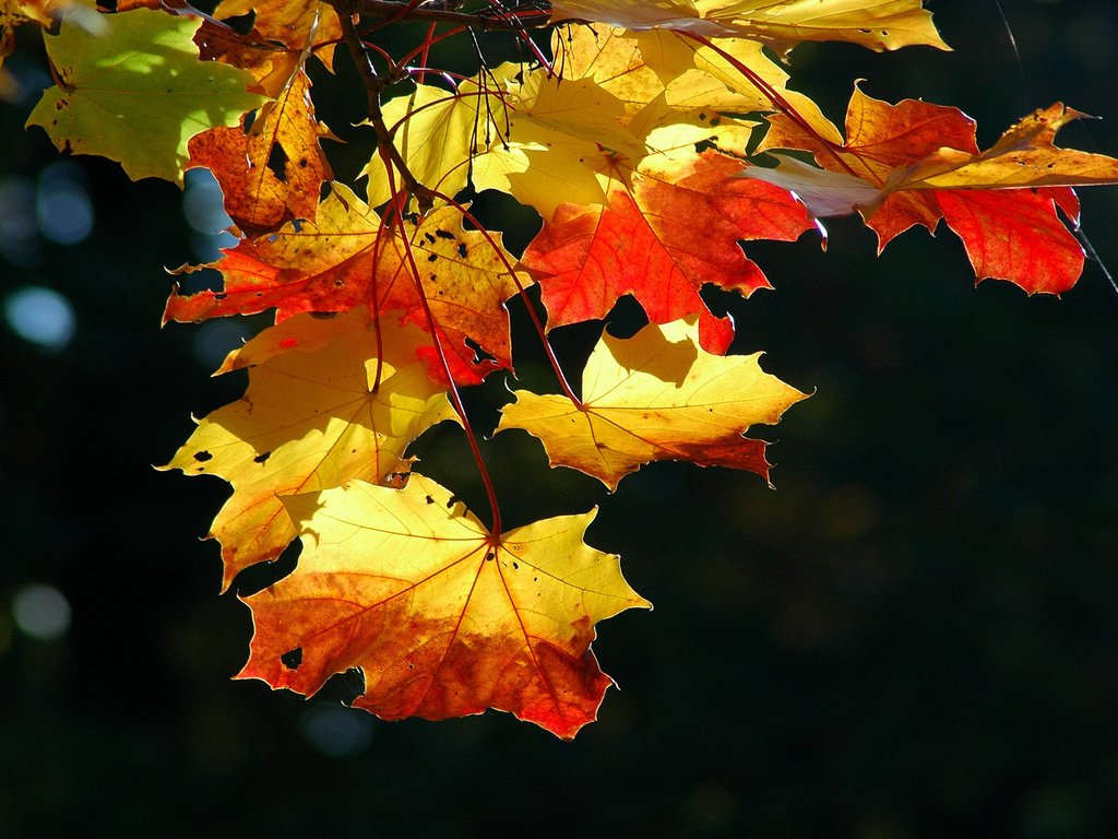 Обои свет, листья, клен, кленовый лист, сухой, осенние листья, light, leaves, maple, maple leaf, dry, autumn leaves разрешение 1920x1200 Загрузить