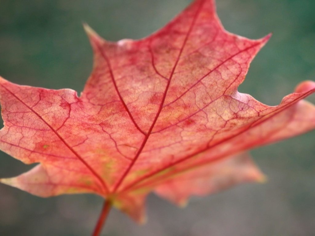 Обои макро, осень, красный, лист, клен, macro, autumn, red, sheet, maple разрешение 1920x1200 Загрузить
