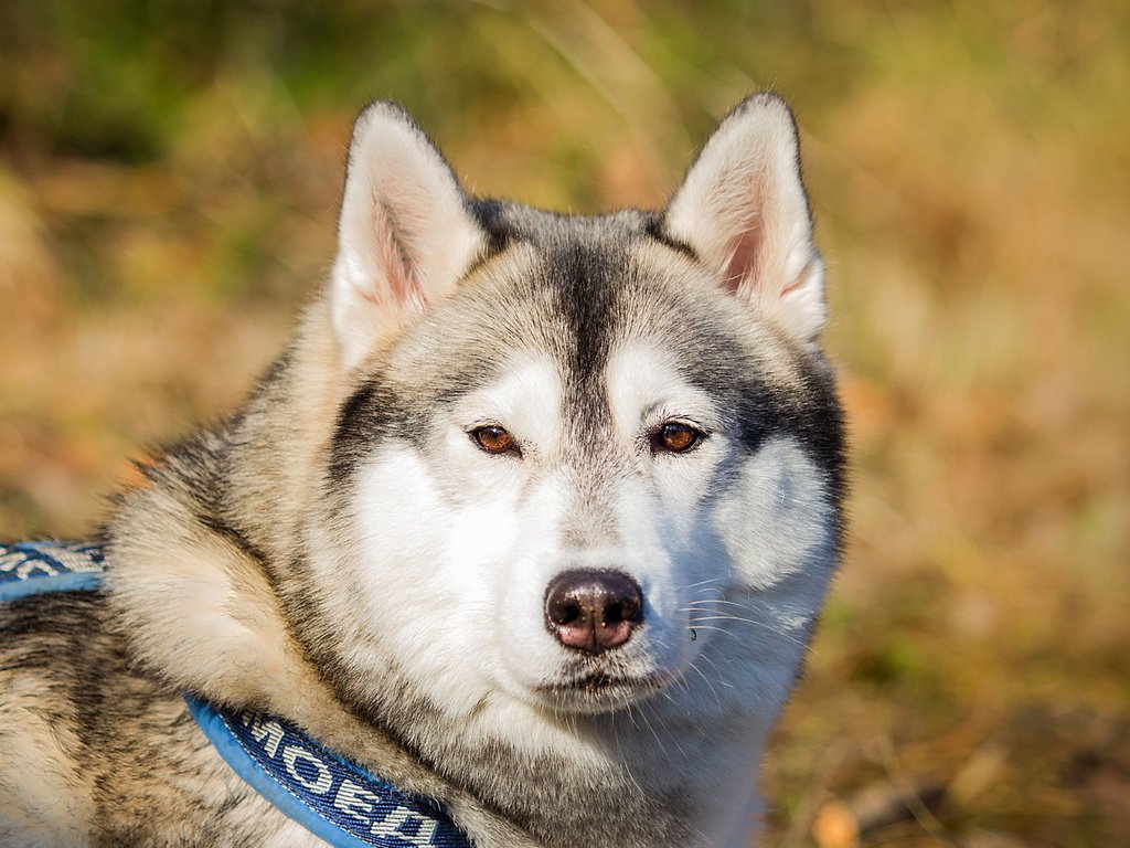 Обои взгляд, собака, друг, маламут, аляскинский маламут, look, dog, each, malamute, alaskan malamute разрешение 2560x1600 Загрузить