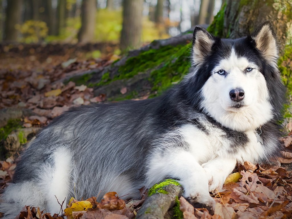 Обои дерево, листья, осень, собака, лежит, хаски, друг, tree, leaves, autumn, dog, lies, husky, each разрешение 2560x1440 Загрузить