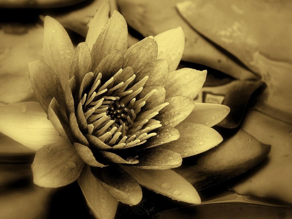 Обои макро, фото, чёрно-белое, лилия, кувшинка, macro, photo, black and white, lily разрешение 1920x1202 Загрузить