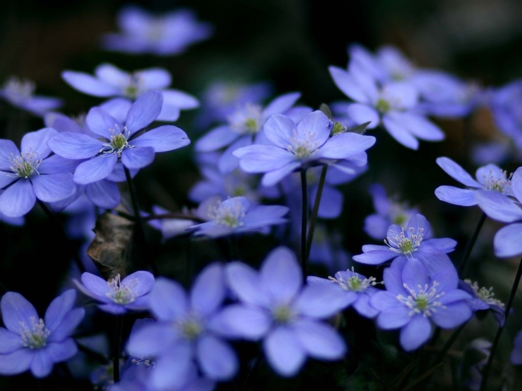 Обои цветы, растения, макро, голубые, синие, cvety, makro, rasteniya, sinie, golubye, печёночница, flowers, plants, macro, blue, pechenocna разрешение 2560x1440 Загрузить
