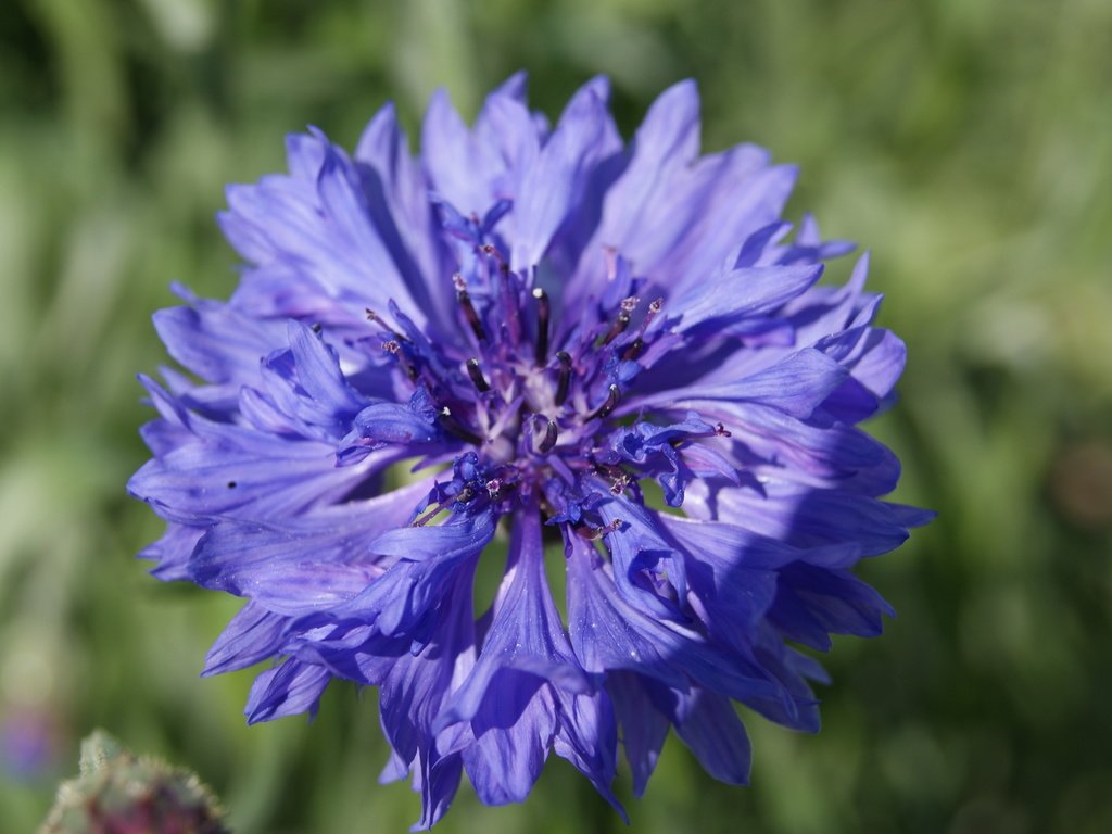 Обои цветок, лето, василек, солнечно, sinij, vasilek, vostorg, крупный план.василек, flower, summer, cornflower, sunny, close-up.cornflower разрешение 3872x2592 Загрузить