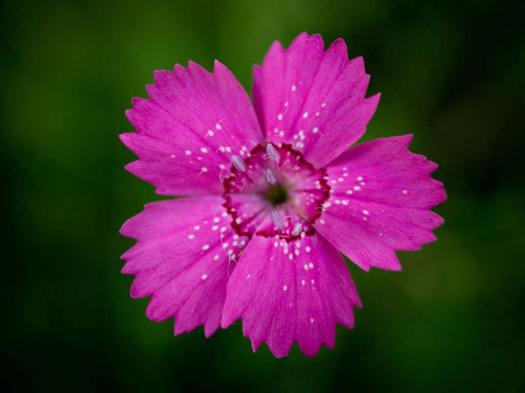 Обои цветок, лепестки, гвоздика, centr, vnutri, flower, petals, carnation, inside разрешение 2560x1600 Загрузить