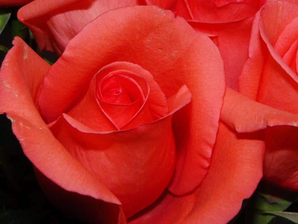 Обои cvety, rozy, oranzh разрешение 4000x3000 Загрузить